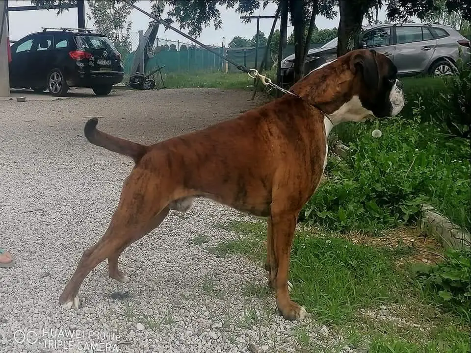 Oscuro Luke Skywalker Di Casa Napoleone