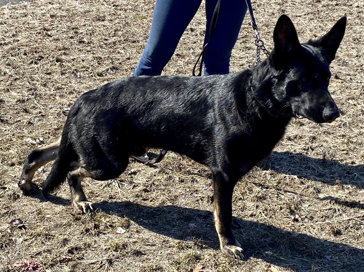 Myskia's Raising Kayne