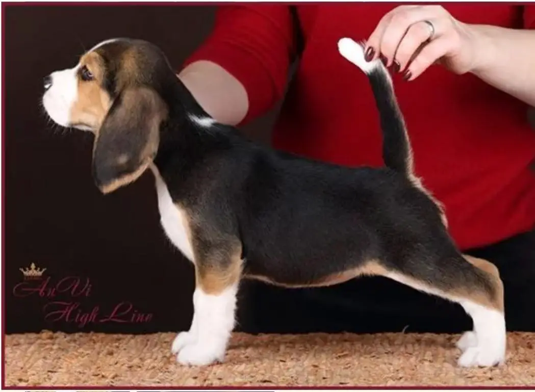 JCh, Ch Anvi High Line Wella Sun