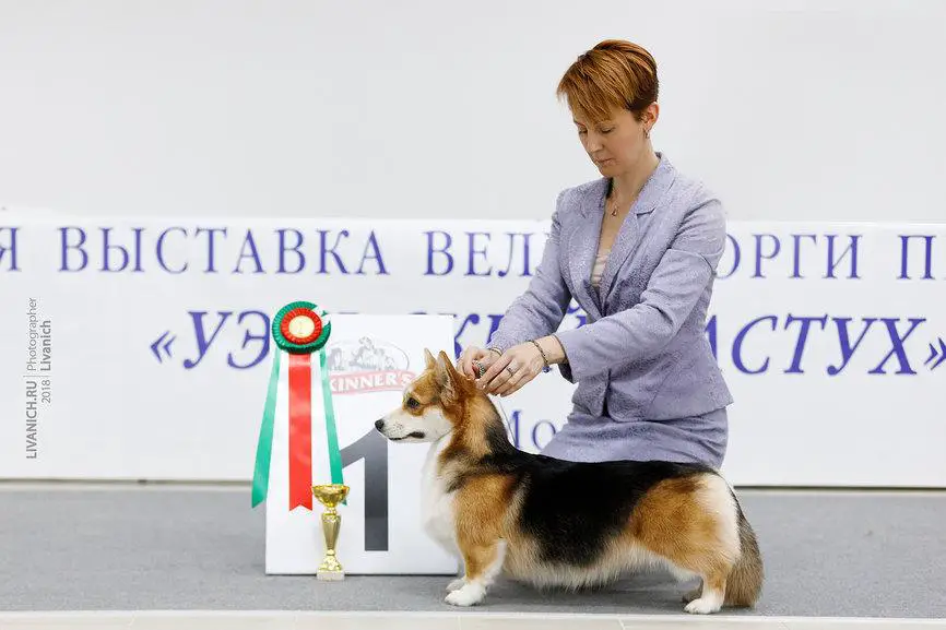 Marvellous Lions RULA