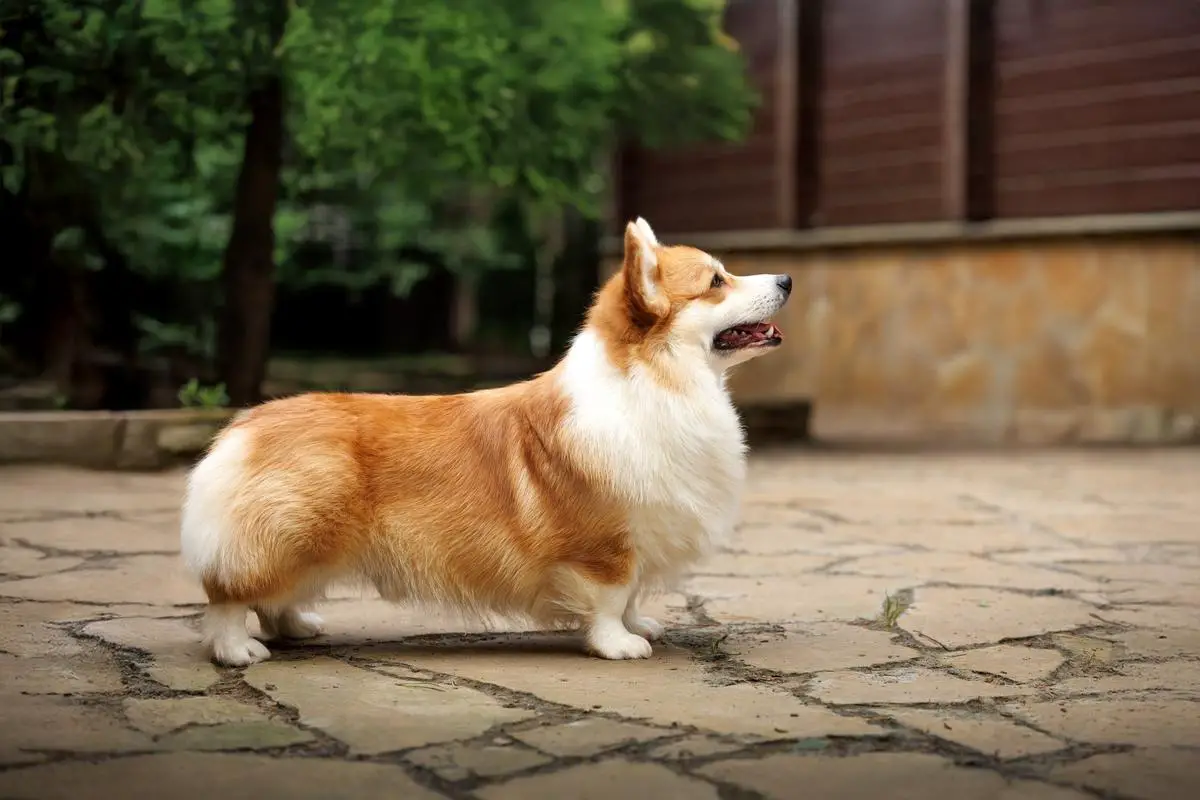 AIRYSHIRE KEEPER OF MY SOUL