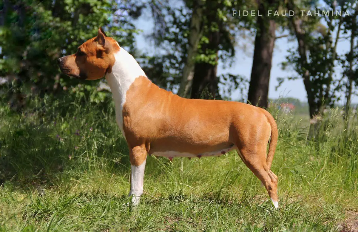 J. CH. Russia, J. CH. RKF, CH. Russia Fidel Faud Tahmina