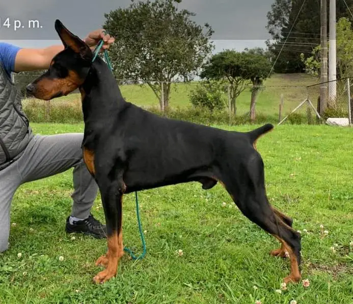 JCo. Double D Dobenedetii's Semper Fidelio