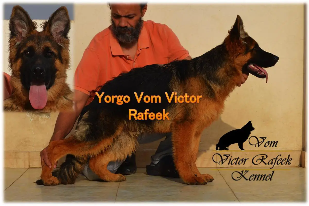 Yorgo Vom Victor Rafeek