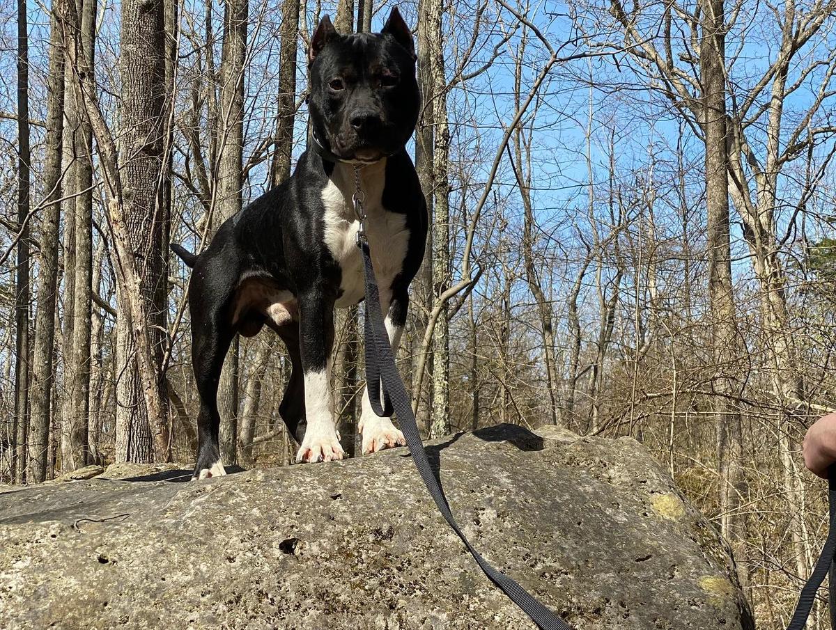 Legends Freedom Fighter