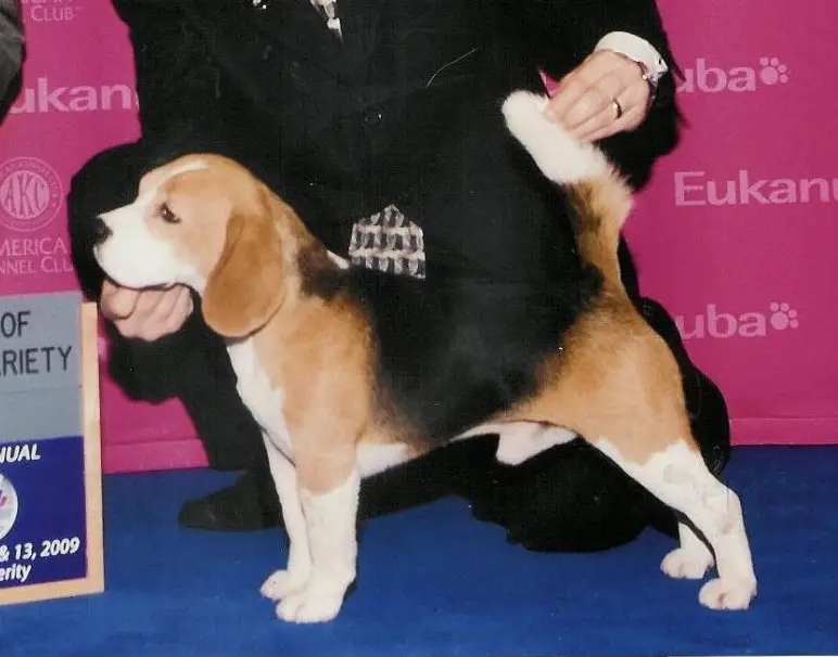GCH Alamo's El Caporal