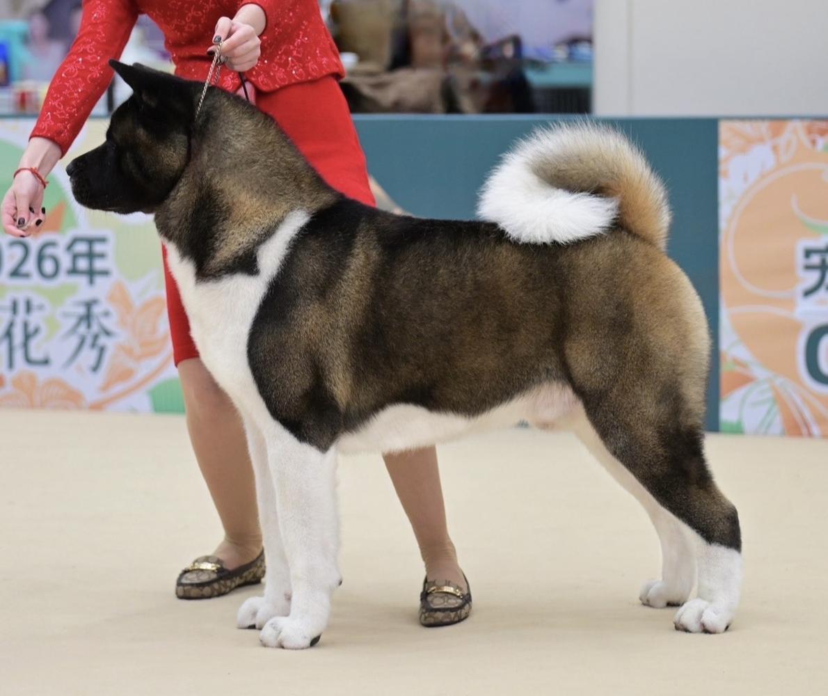 BIS PH GR CH, AKC/AT/BIH/CN/SL/PH CH Devil Prevails Hilarious Peace