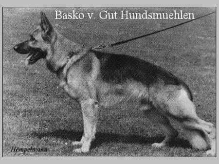 V Basko von Gut Hundsmühlen