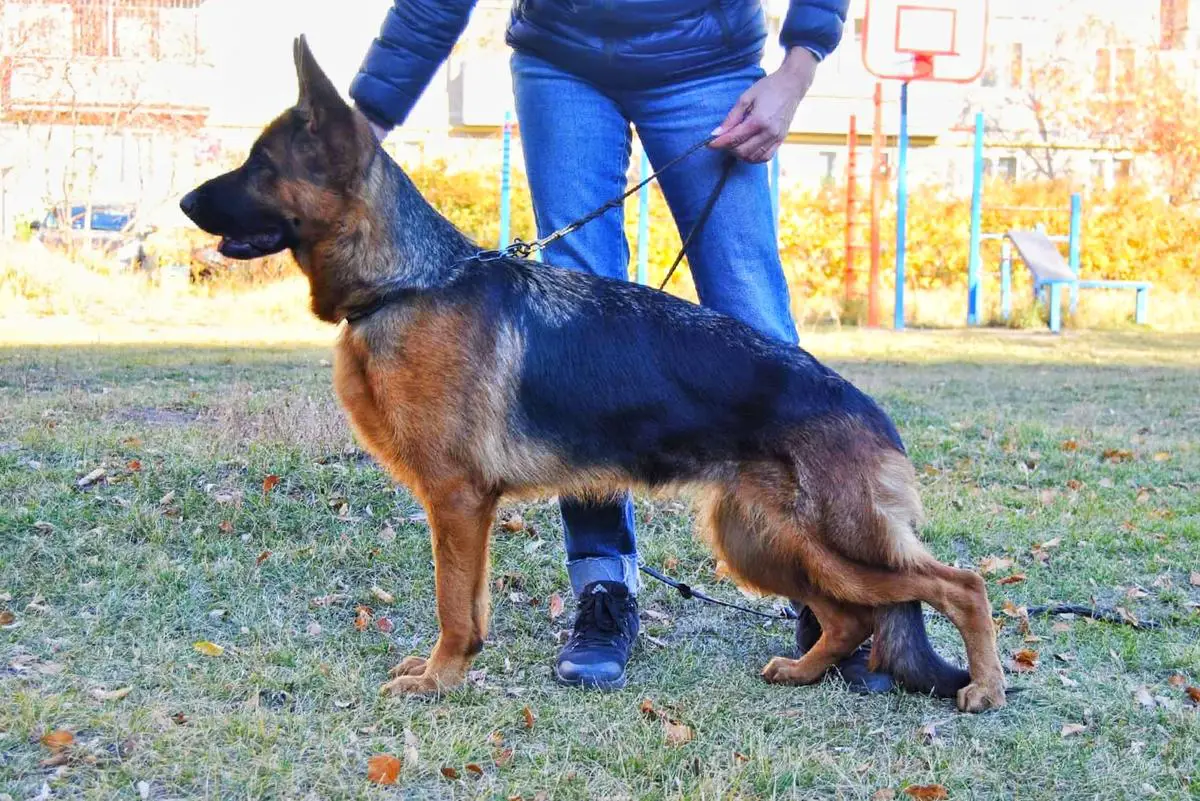 Tahlwind Wallischer Zhastina