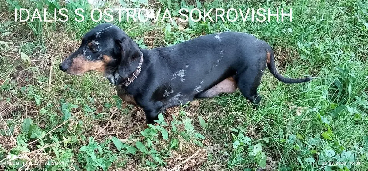IDALIS S OSTROVA SOKROVISHH