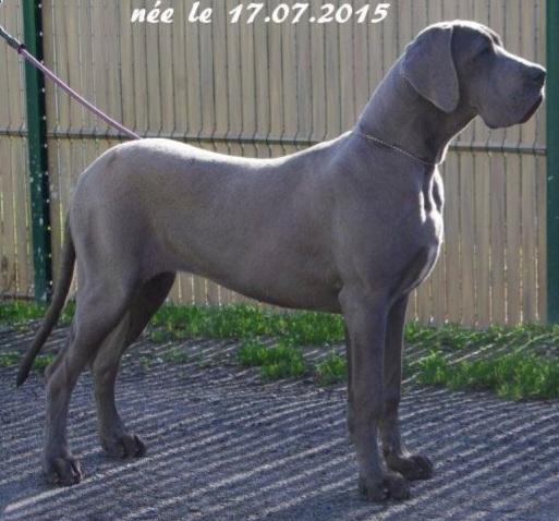 LEORA DU CERBERE D'EYJEAUX