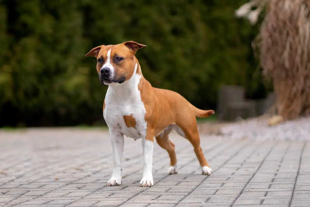 Champion CZ, KAST, KCHMPP, ČMKU, Grand Champion Lotranda Tipit z Hanky