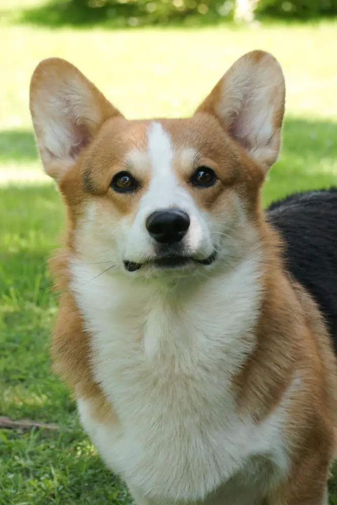 Hail To Victory Morgerton