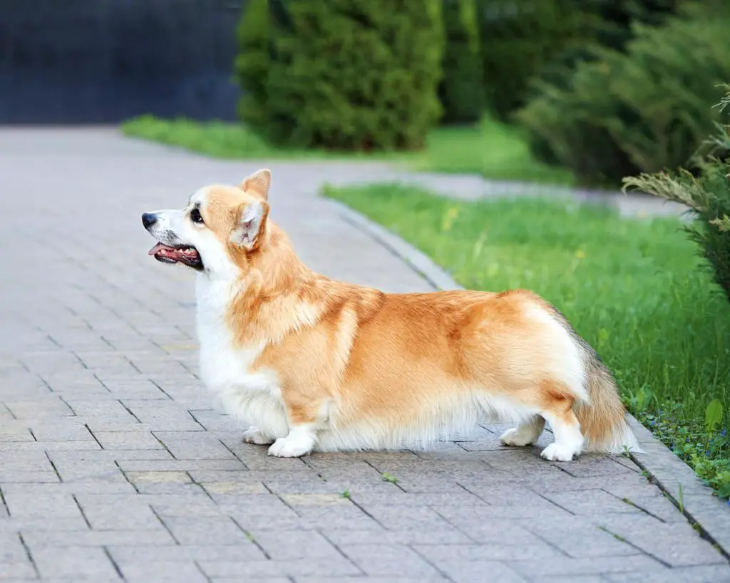 JCH RUS, JCH RKF CANDY SWEET KAPITAN JACK VOROBEI