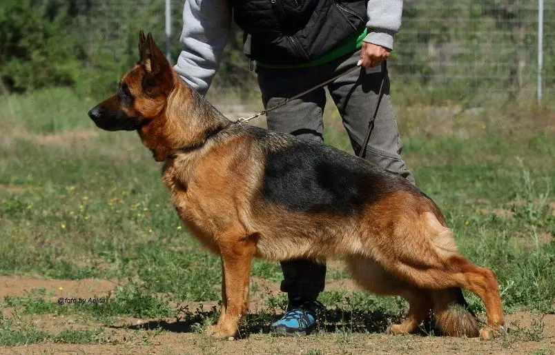 Gorgona von Wespen Haus