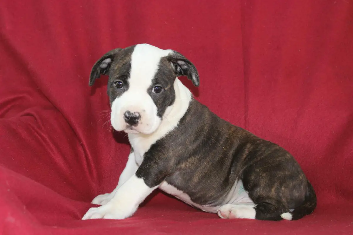 SANTA STYLE HALISI&K