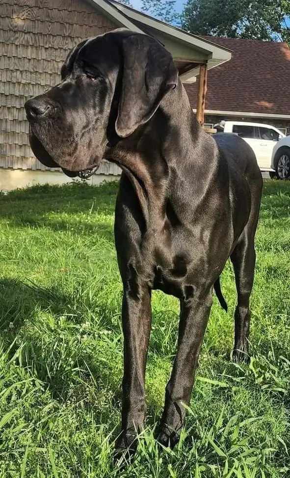 Teton Valleys Duke Rollo Of Normand Danes