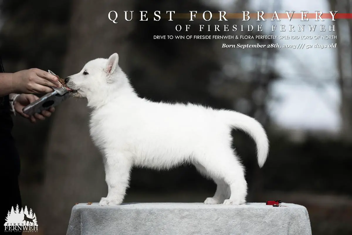 Quest for Bravery of Fireside Fernweh