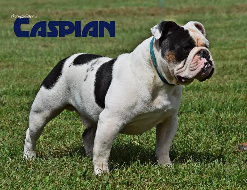 Bodybuilder's Caspian