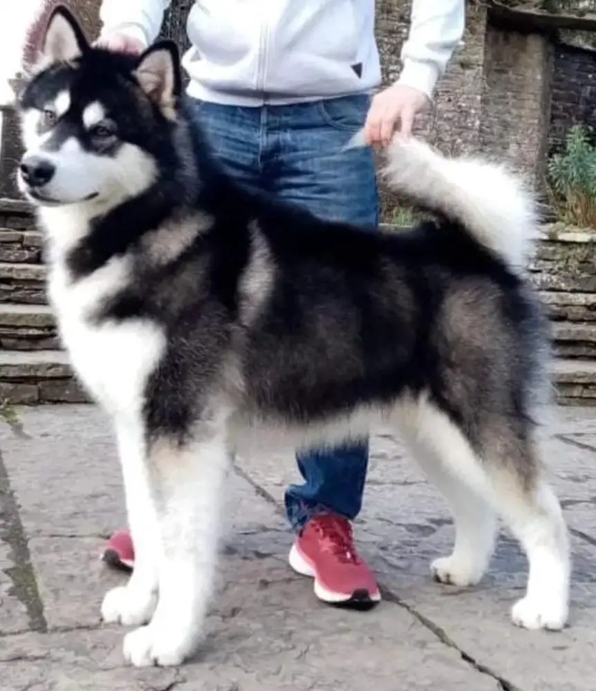 Lueldar Ready To Rumble