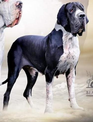 Dior Of Land De Black And White