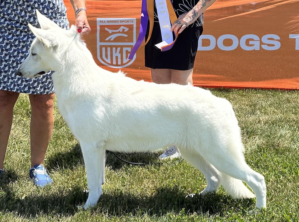 UKC Champion Von Tasz Vespa Biała Pasja