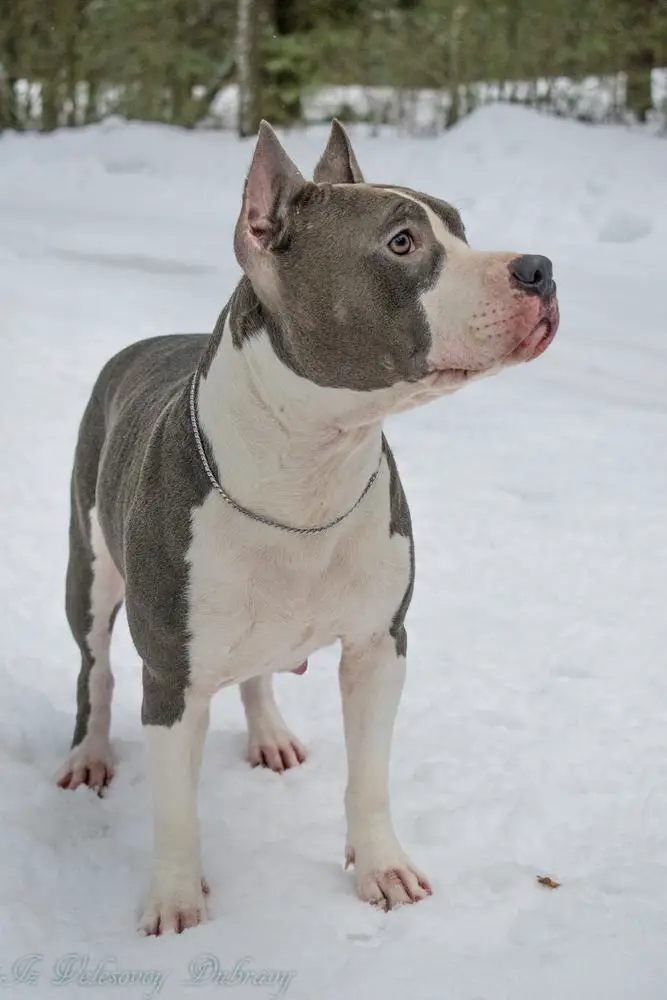 CH RUS CH RKF УГС Azhurnoe Kruzhevo Ot Koko Shanel