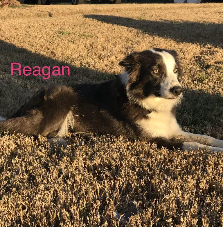 Reagan ABC 449950