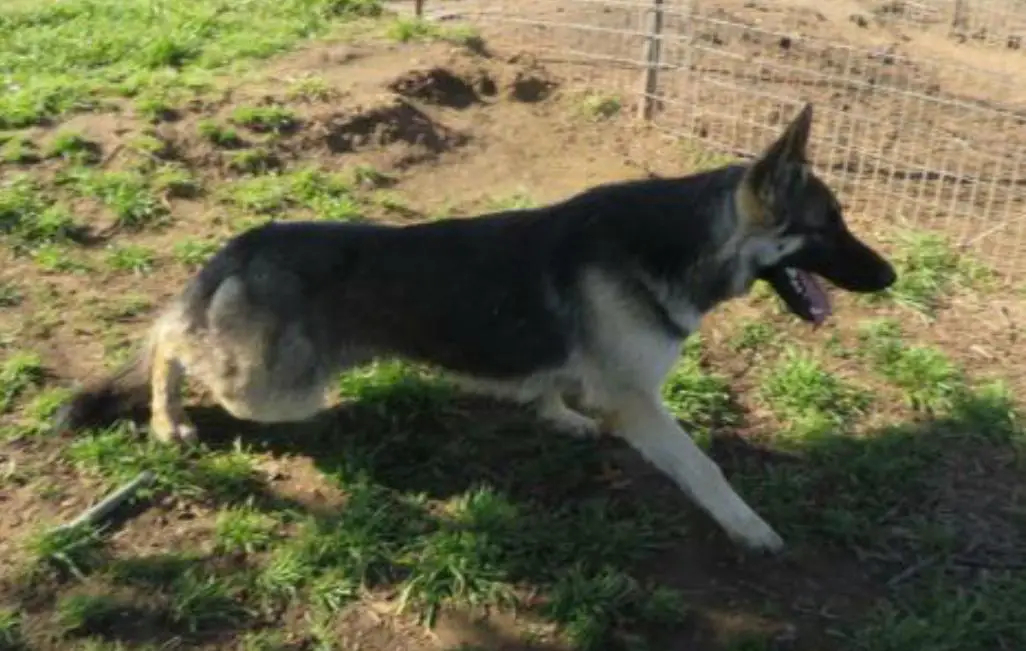 T Y J Hallelujah Jubilee Jubal