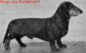 Mingo aus Bandelsdorf