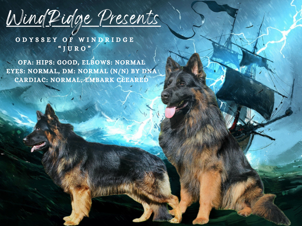 Odyssey of WindRidge