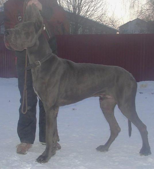 Nevskiy Legion Ludwig