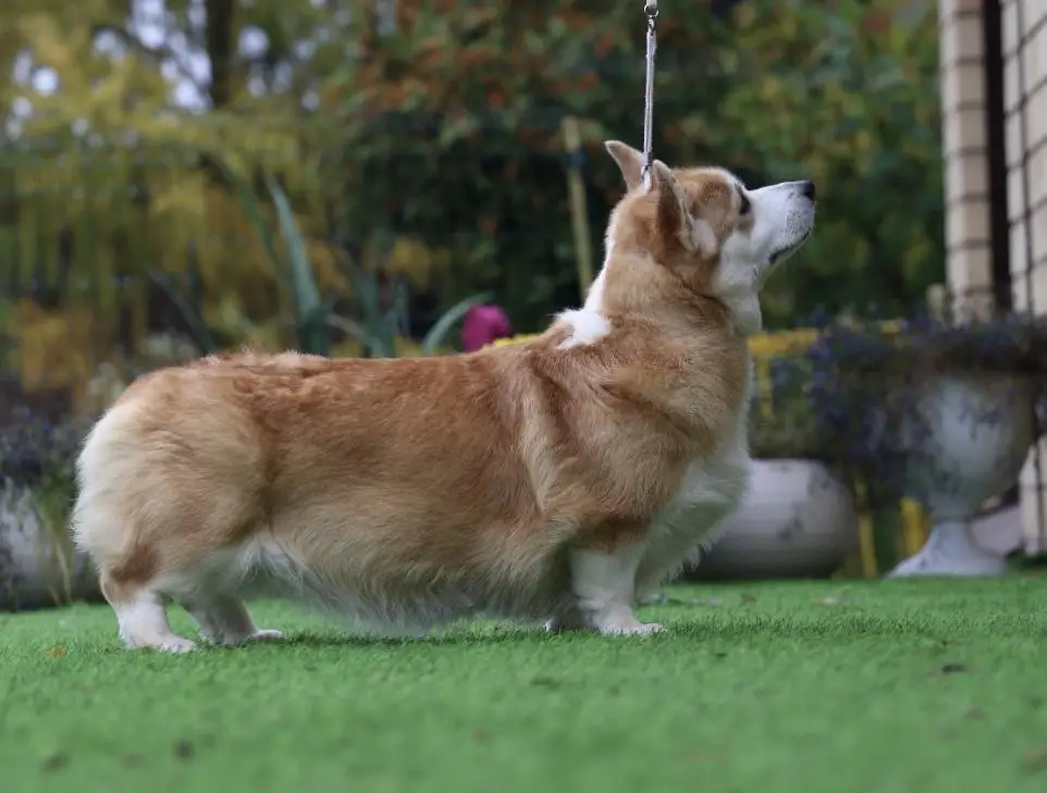 ЮЧР, ЮЧРКФ Forte's Brand Zhustina