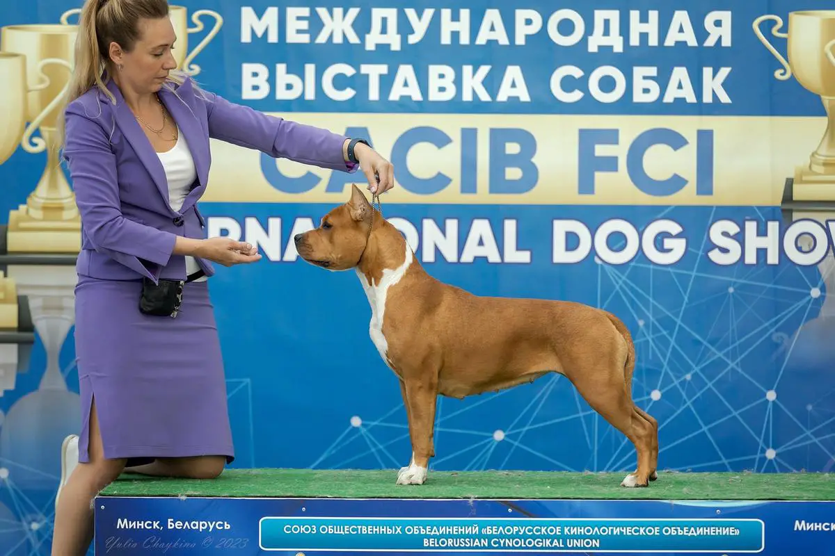 J CH RUS, J CH RKF, CH RUS, CH RKF, CH BLR FAITER PIPER RED GOLD