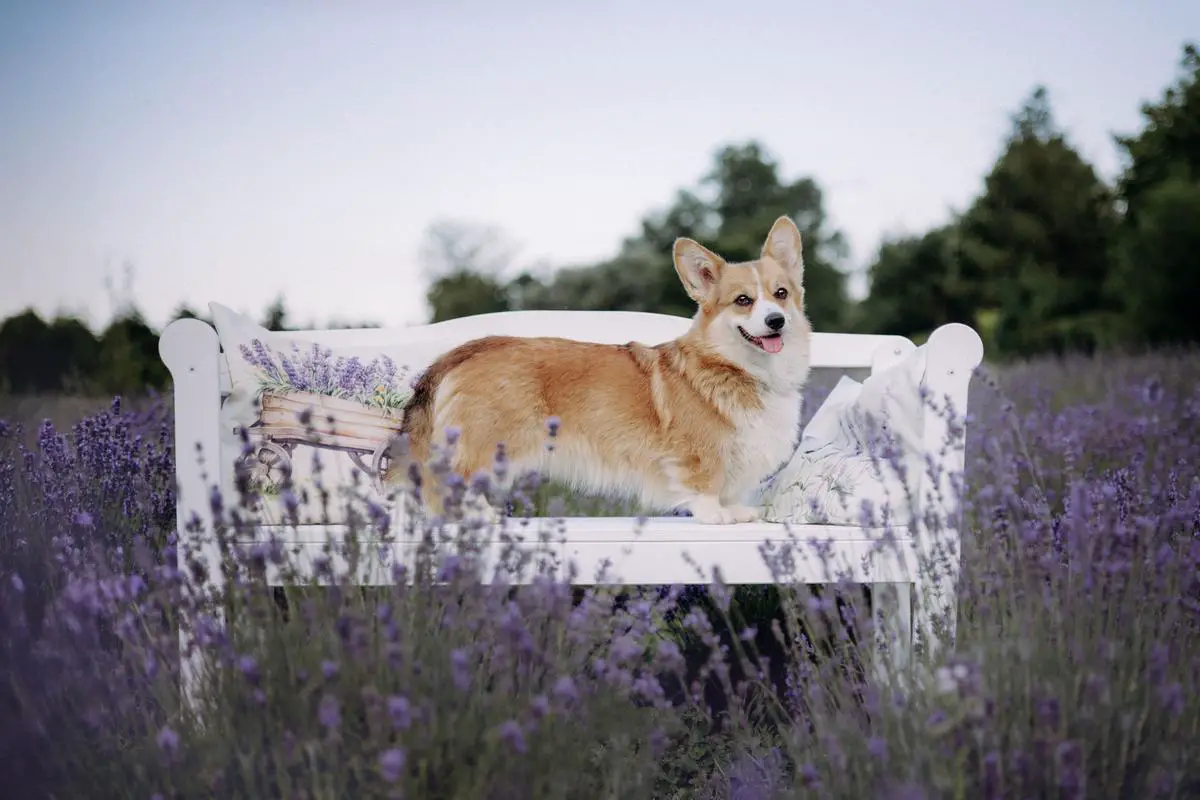 BRANDY SOUR Blooming Cherries (FCI)