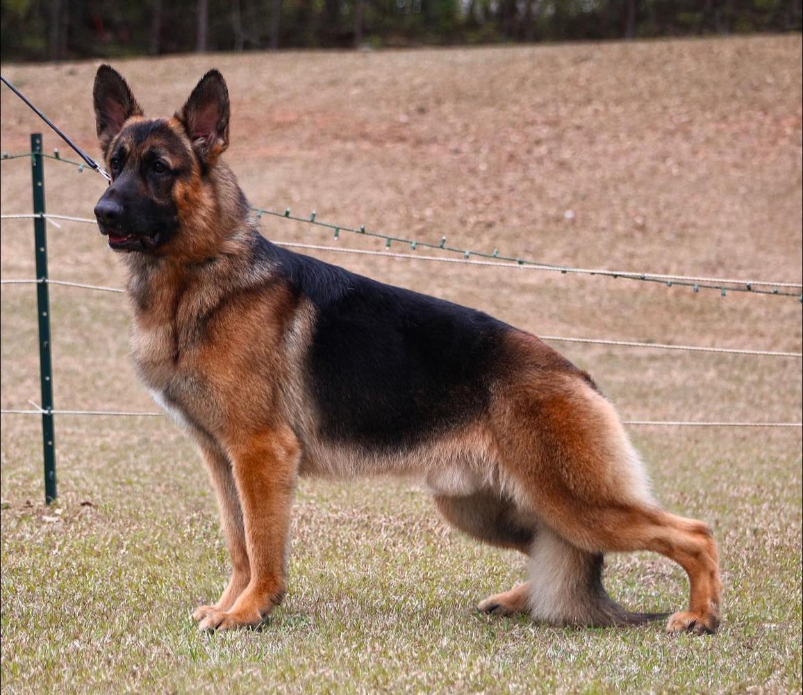 AKC/UKC CH Macabre Kaleef's Megalomaniac