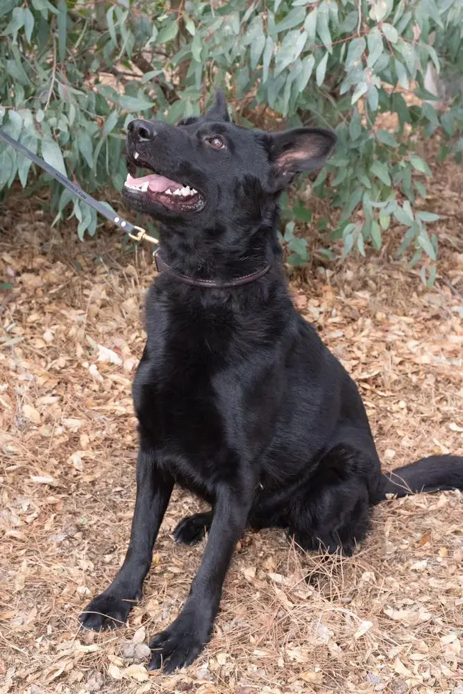 Raina Darcy V Von Schattenhaus