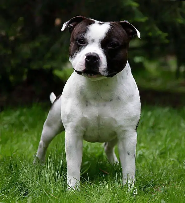 Chapmeek Richie Valens - Richy