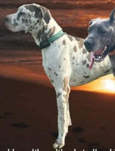 SBD's King Of Whiskey River