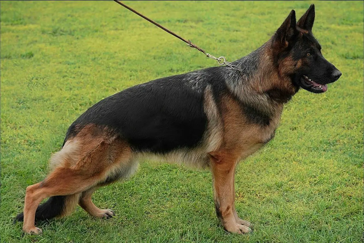 JBIS, RJCH, CEEUW, Crufts Q'26, SG1 SB Amira (2023)