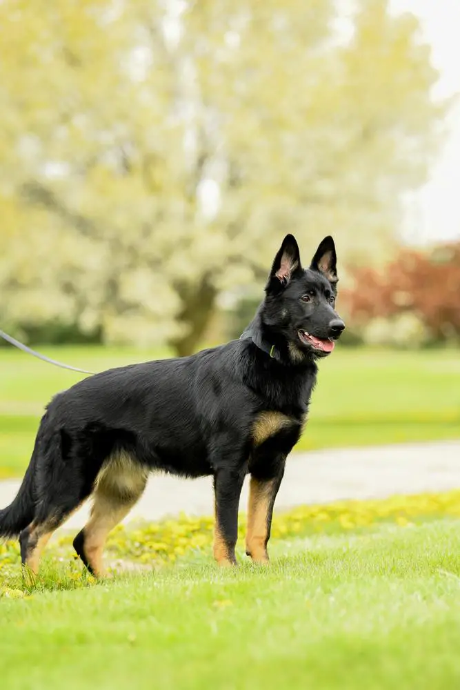 Asker Vom Haus Fleming