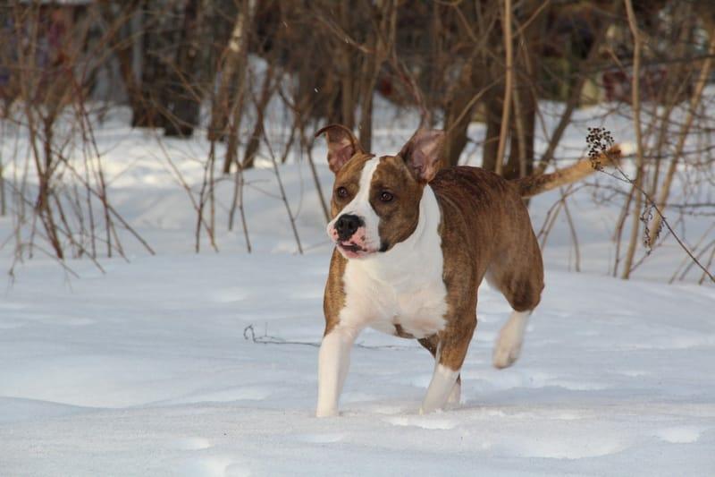 CW Tcenniy Prize  When Dreams Come True