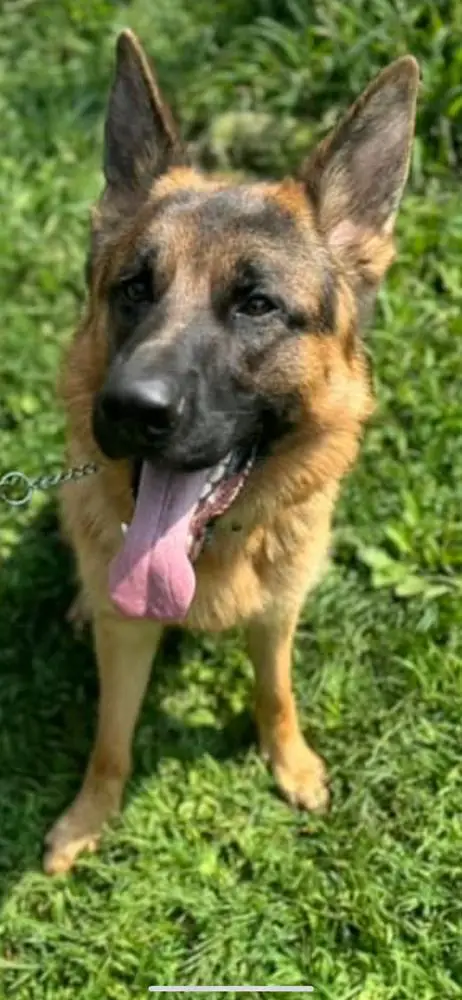 Taurus De La Madonina