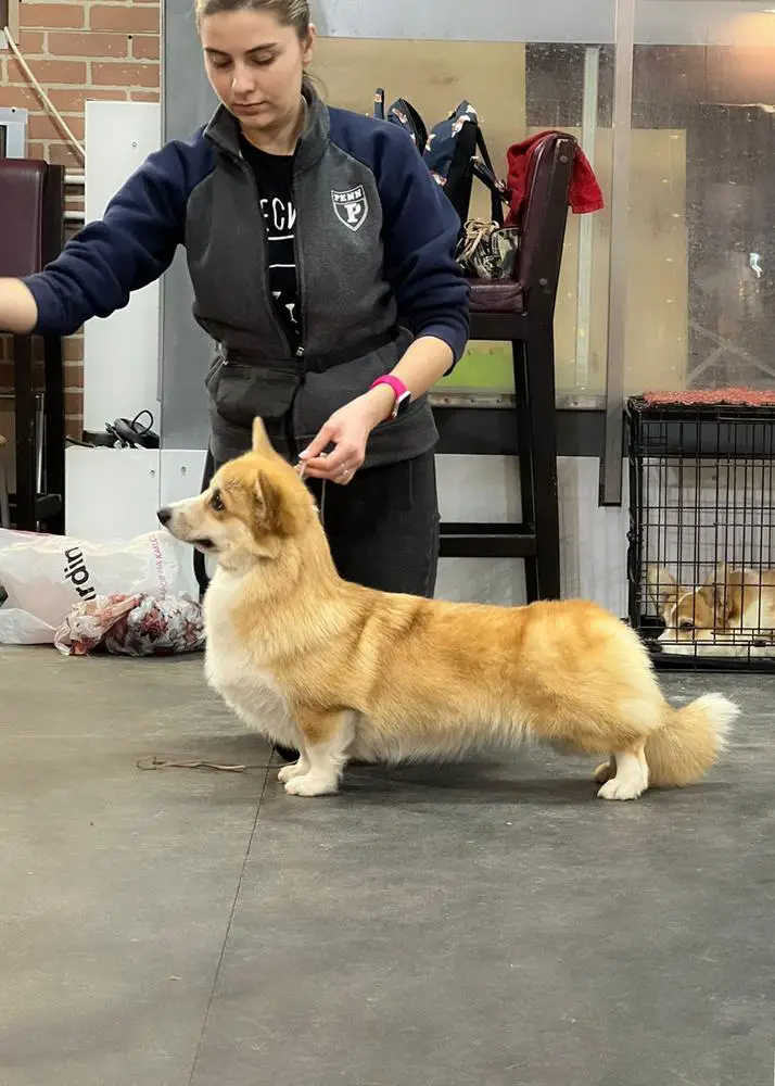 AIRYSHIRE EFFULGENT BEAUTY IN BRISKAZI