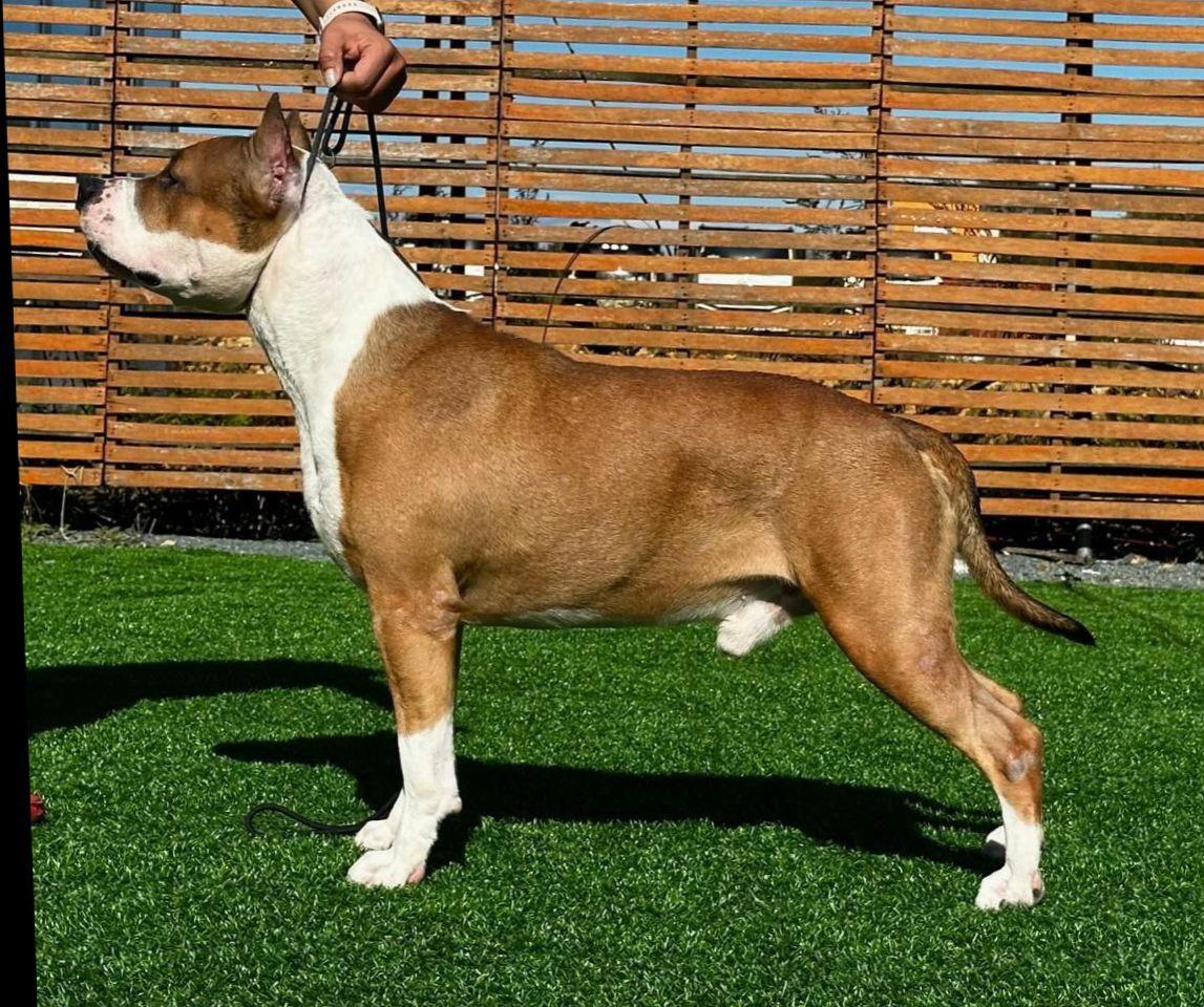 J.Ch.Rus J.Ch.RKF JCW J.GRAND.Rus Style Smile Bar Of Red Gold