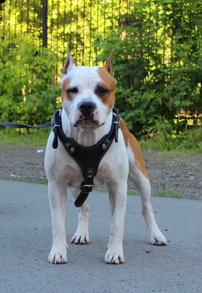 PHAR LEP HARDINNA YVES SAINT-LAURENT