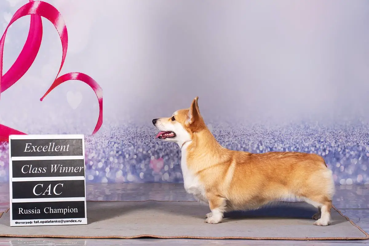 JCh RU, JCh RKF, Ch RU, Ch RKF Alicia in Wanderland