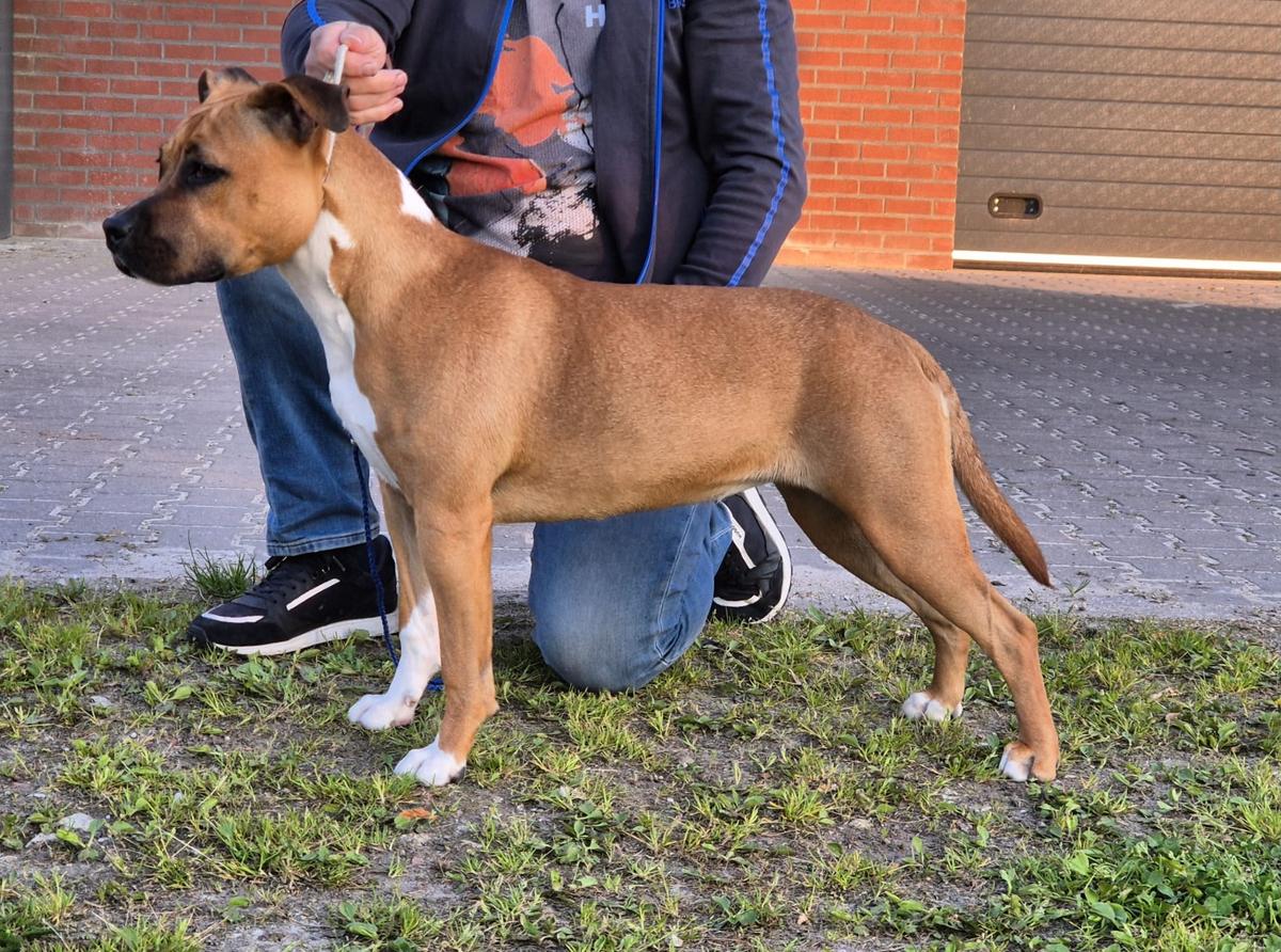 Carmichael's Timur Ruby