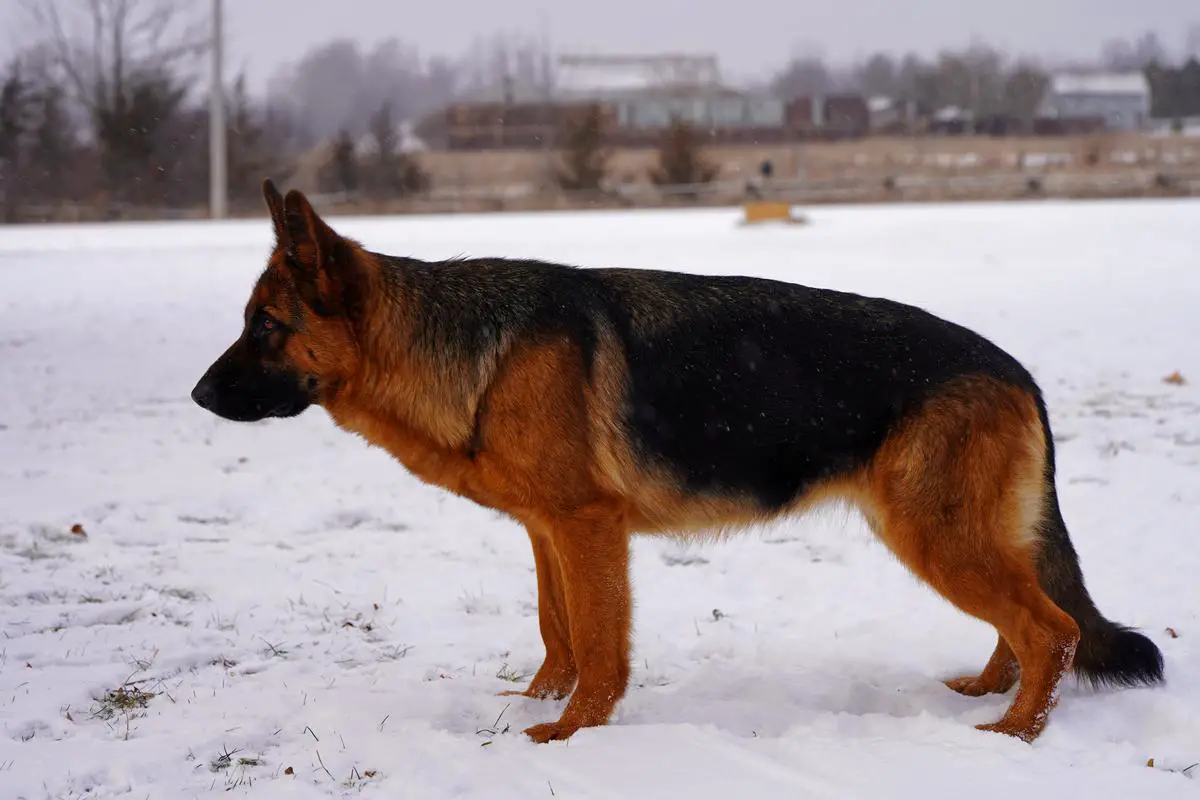 Stella Von Loyalist 2nd