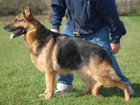 Venja vom Gräfental